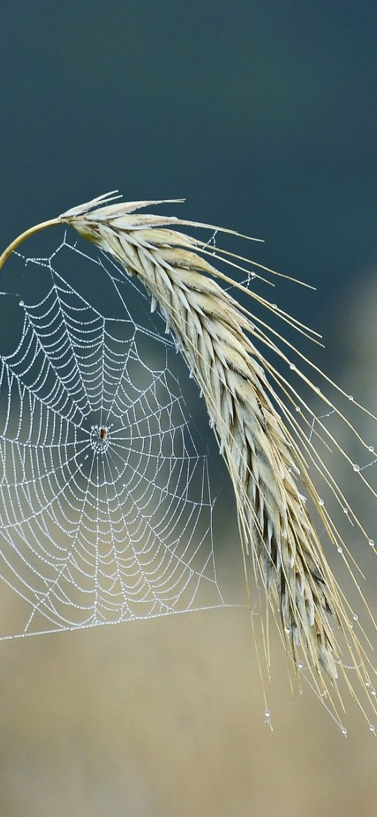 蜘蛛 纸牌 2020 战绩统计页截图，折线图展示最近二十局胜率变化趋势